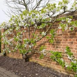 Sunburst Cherry Tree -PlantHaven Store sunburstfantrained