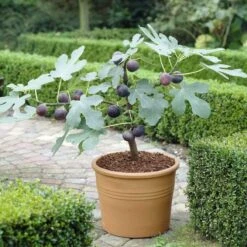 The 3 Best Fruits To Grow In Pots | Nectarine, Fig & Blueberry 9 The 3 Best Fruits To Grow In Pots | Nectarine, Fig & Blueberry -PlantHaven Store turnkey brown fig de6d1d23 89b0 44cf 8746 f13eb9b3e648