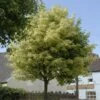 Variegated Norway Maple Tree | Acer Platanoides 'Drummondii'