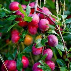 The 3 Top Performing Fruit Trees To Grow In The UK | Apple, Pear & Plum 7 The 3 Top Performing Fruit Trees To Grow In The UK | Apple, Pear & Plum -PlantHaven Store victoria plum tree 2 6a6ffe5f 3f01 456a 914a 199eaacd020f
