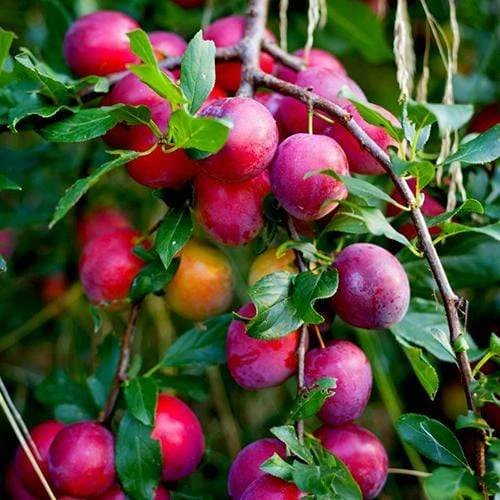 The 3 Top Performing Fruit Trees To Grow In The UK | Apple, Pear & Plum 3 The 3 Top Performing Fruit Trees To Grow In The UK | Apple, Pear & Plum - Image 3