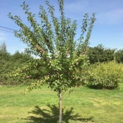 Victoria Plum Tree 13 Victoria Plum Tree -PlantHaven Store victoriaplumyoungtree 1