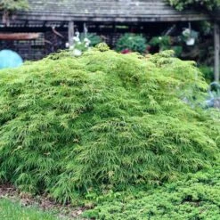Green Weeping Japanese Maple Tree | Acer Palmatum 'Dissectum Viride' 5 Green Weeping Japanese Maple Tree | Acer Palmatum 'Dissectum Viride' -PlantHaven Store viride 3