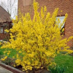 Golden Bells | Forsythia Intermedia 'Spectabilis' 7 Golden Bells | Forsythia Intermedia 'Spectabilis' -PlantHaven Store visi01936 f12b9584 a592 437f a269 0509ce1897c0