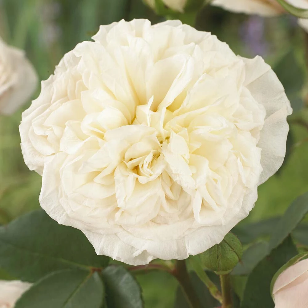 'Joie De Vivre' Floribunda Rose 1 'Joie De Vivre' Floribunda Rose