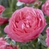 'Flora Colonia' Shrub Rose