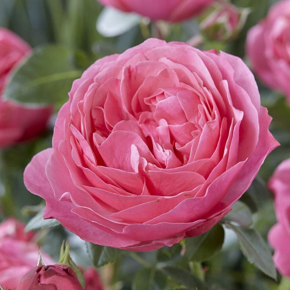 Shrub Rose Collection | Roses For The Border 2 Shrub Rose Collection | Roses For The Border - Image 2