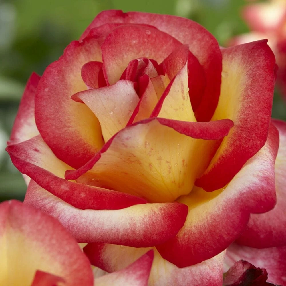 'Firebird' Floribunda Rose 1 'Firebird' Floribunda Rose