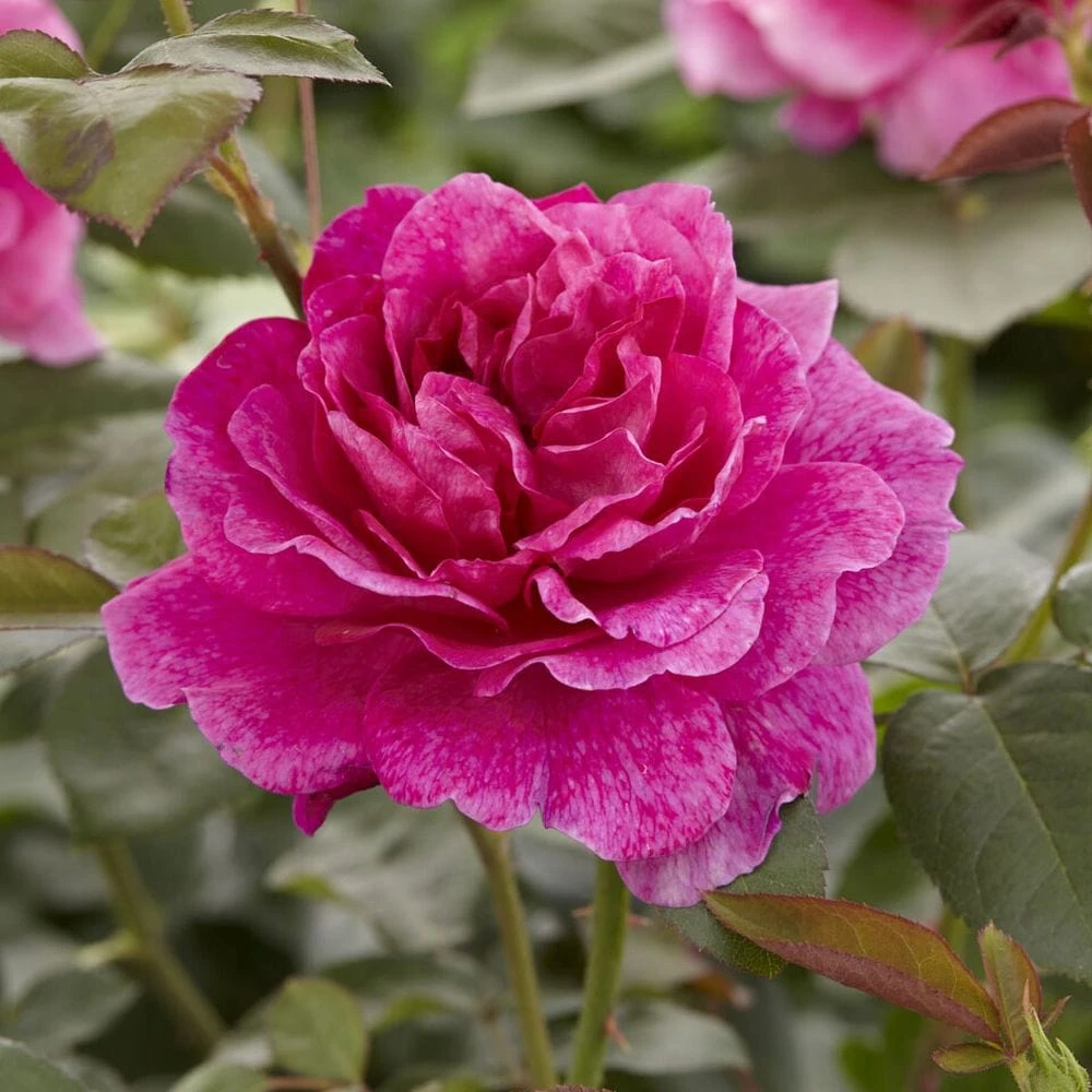 'Palace Truly Loved' Floribunda Rose 2 'Palace Truly Loved' Floribunda Rose - Image 2