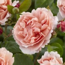 'Rachel' Hybrid Tea Rose -PlantHaven Store visi130114 rachel