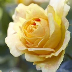 'Global Beauty (Candlelight)' Hybrid Tea Rose -PlantHaven Store visi130248 candlelight