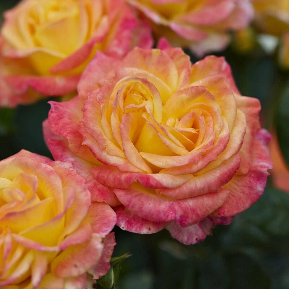 'Tequila Sunrise' Hybrid Tea Rose 1 'Tequila Sunrise' Hybrid Tea Rose