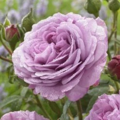 'Lavender Ice' Patio Shrub Rose -PlantHaven Store visi150187 lavender ice