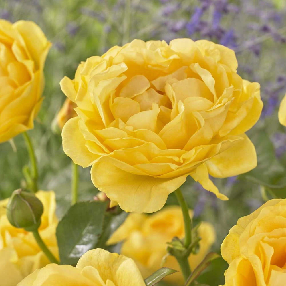 'Absolutely Fabulous' Floribunda Rose 1 'Absolutely Fabulous' Floribunda Rose