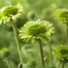 Echinacea 'Green Woodpecker'