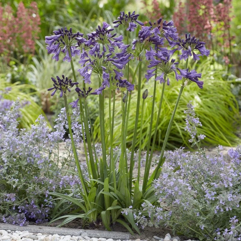 Agapanthus 'Poppin Purple' | 7.5L 2 Agapanthus 'Poppin Purple' | 7.5L - Image 2