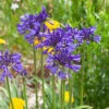 Agapanthus 'Navy Blue' | 3L