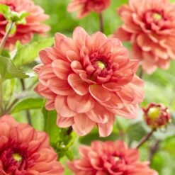 Dahlia 'Orange Girl' -PlantHaven Store visi185618