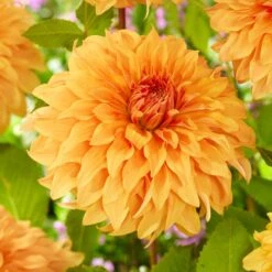 Dahlia Great Hercules