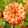 Dahlia Lady Darlene