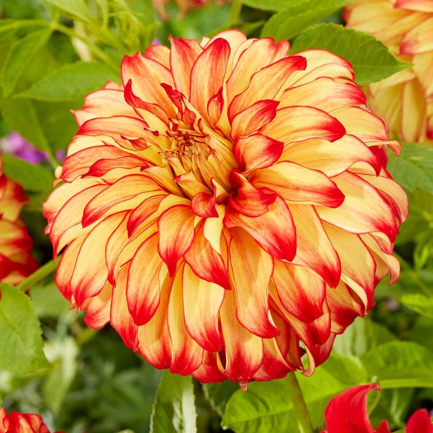 Dahlia Lady Darlene 1 Dahlia Lady Darlene