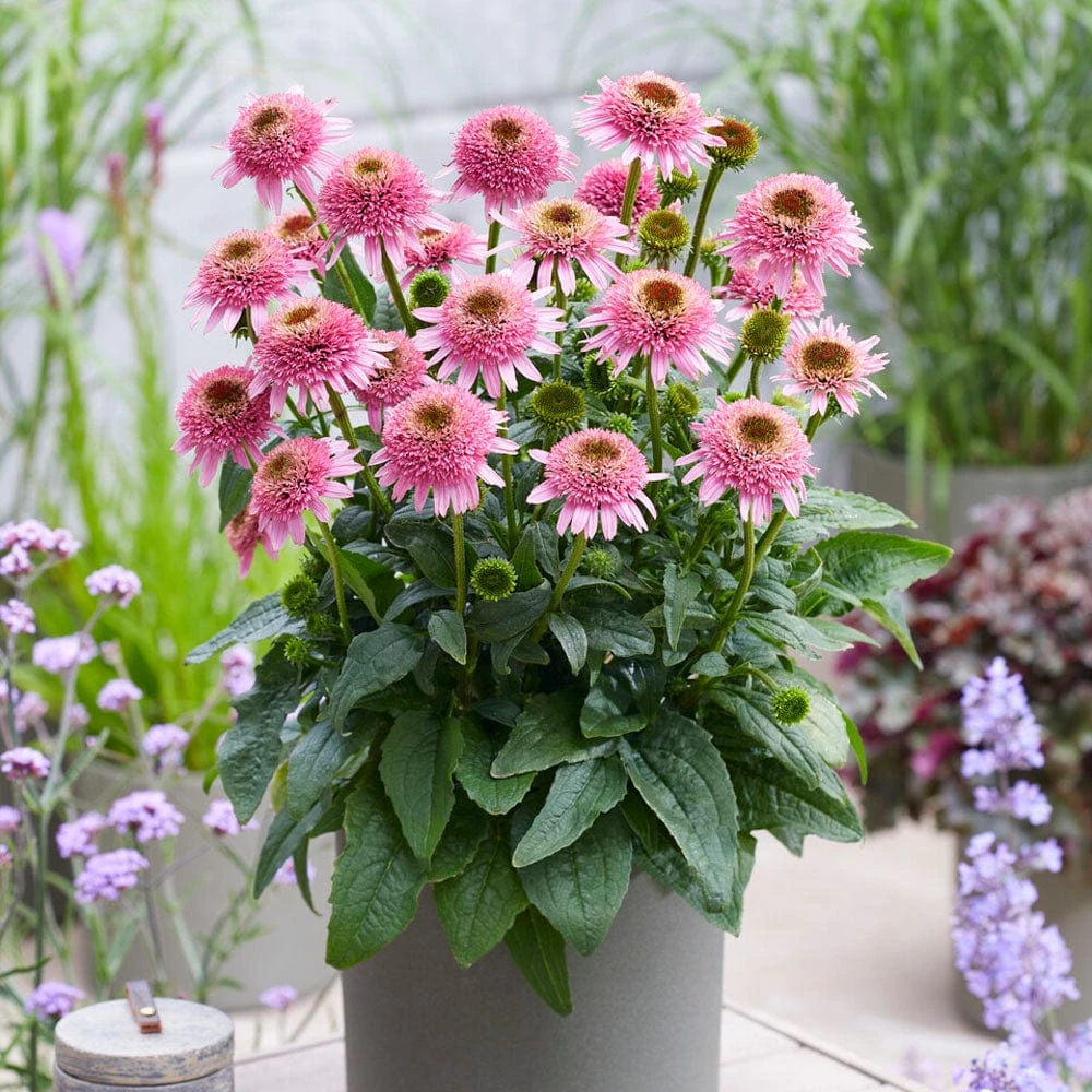 Echinacea 'Butterfly Kisses' 1 Echinacea 'Butterfly Kisses'