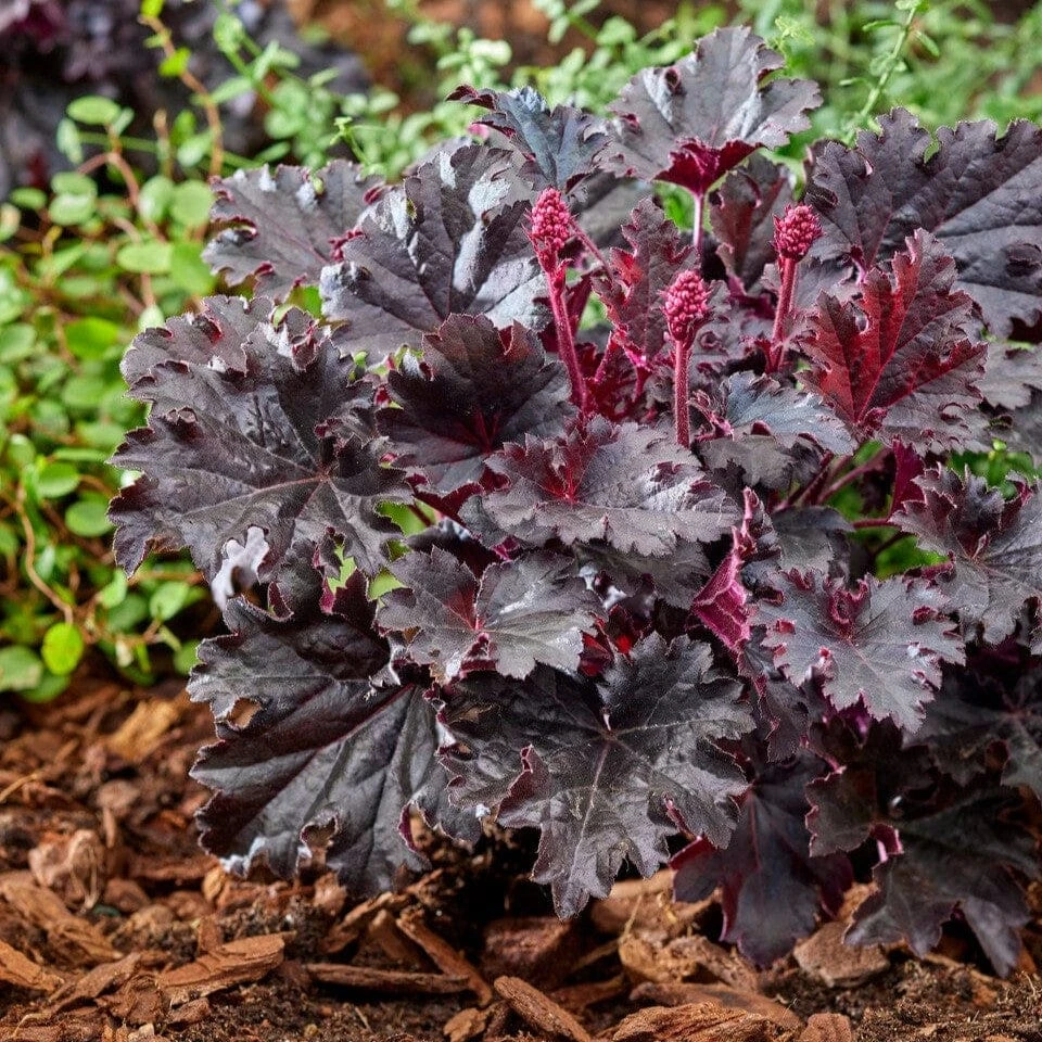 Heuchera 'Timeless Night' 1 Heuchera 'Timeless Night'