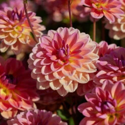 Dahlia 'Pacific View'