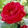 'Lucky Charm' Hybrid Tea Rose