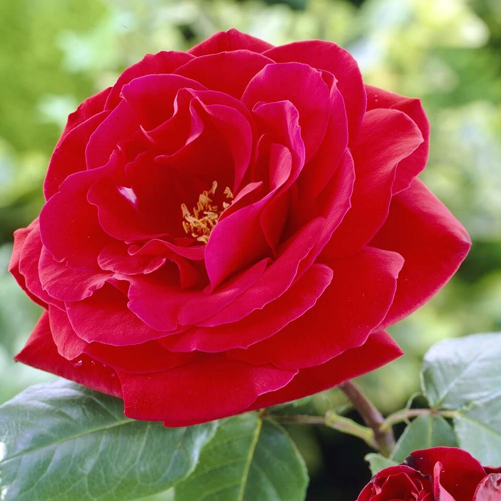 'Lucky Charm' Hybrid Tea Rose 1 'Lucky Charm' Hybrid Tea Rose