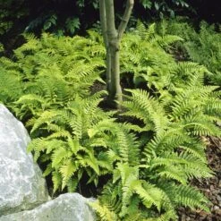 Tassel Fern | Polystichum Polyblepharum 6 Tassel Fern | Polystichum Polyblepharum -PlantHaven Store visi25701