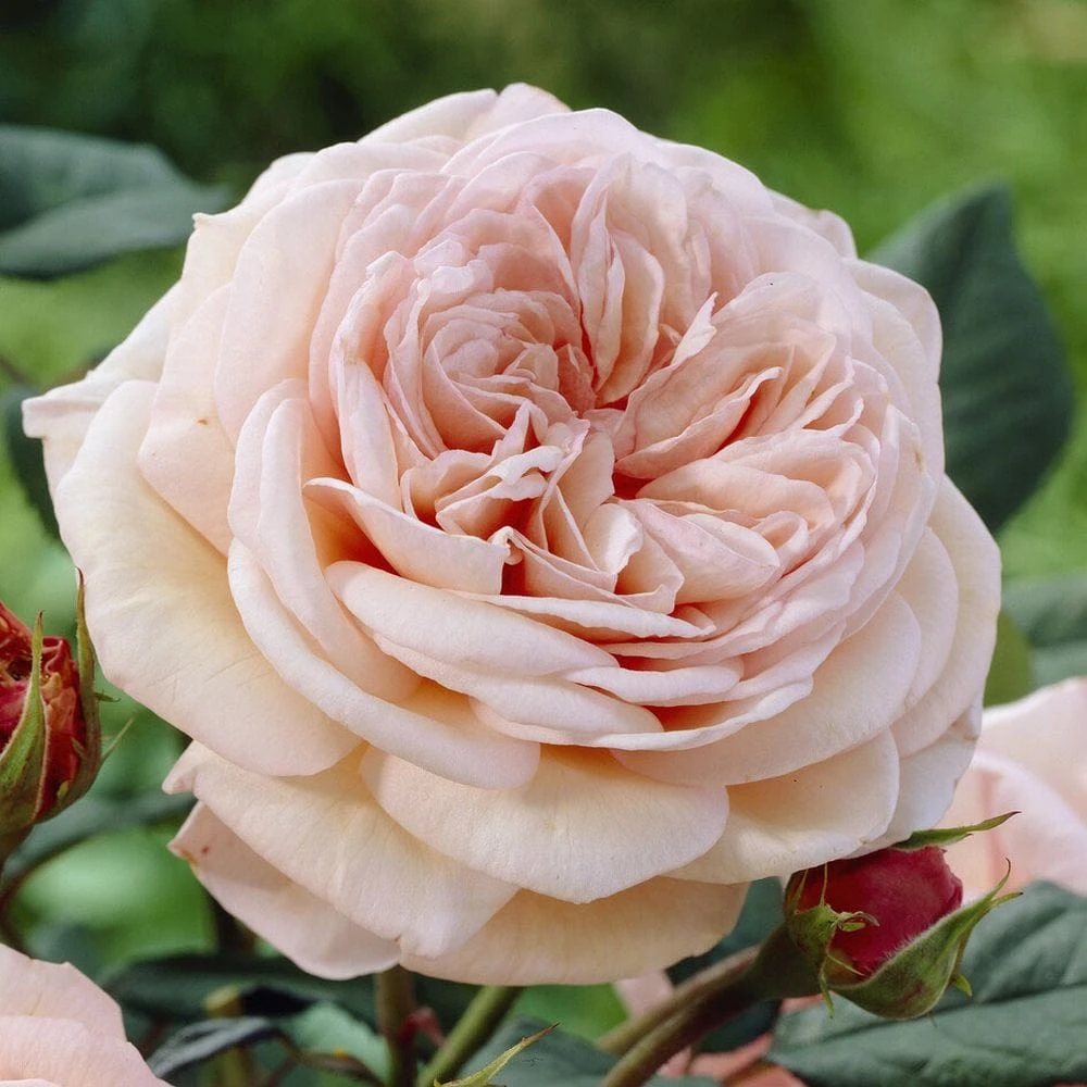 'It's A Wonderful Life' Floribunda Rose 1 'It's A Wonderful Life' Floribunda Rose