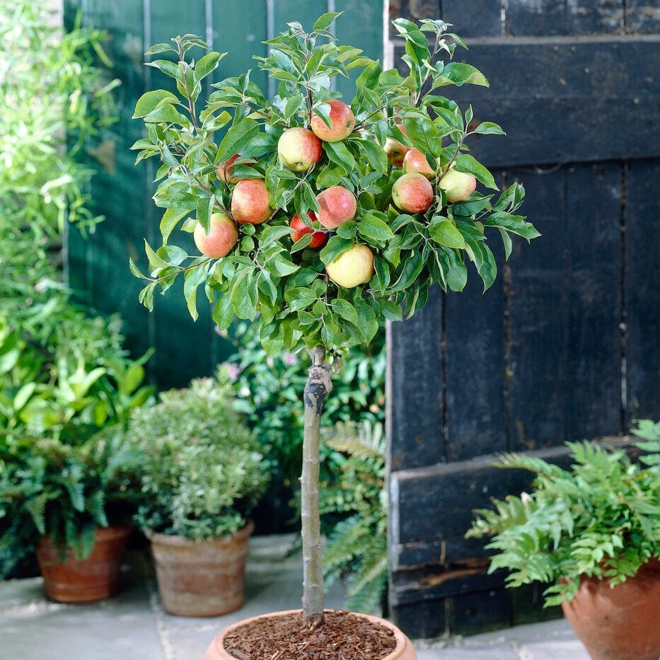 'Discovery' Semi-Dwarf Apple Tree 3 'Discovery' Semi-Dwarf Apple Tree - Image 3