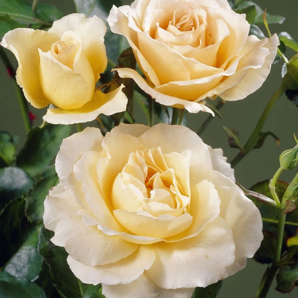 'Queen Bee' Floribunda Rose 1 'Queen Bee' Floribunda Rose