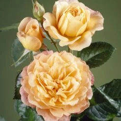 'Perfect Harmony' Hybrid Tea Rose 6 'Perfect Harmony' Hybrid Tea Rose -PlantHaven Store visi35443 perfect harmony
