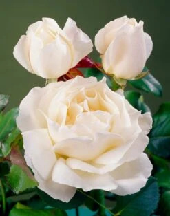 'Patio Hit Georgia' Patio Shrub Rose 6 'Patio Hit Georgia' Patio Shrub Rose -PlantHaven Store visi35488 georgia