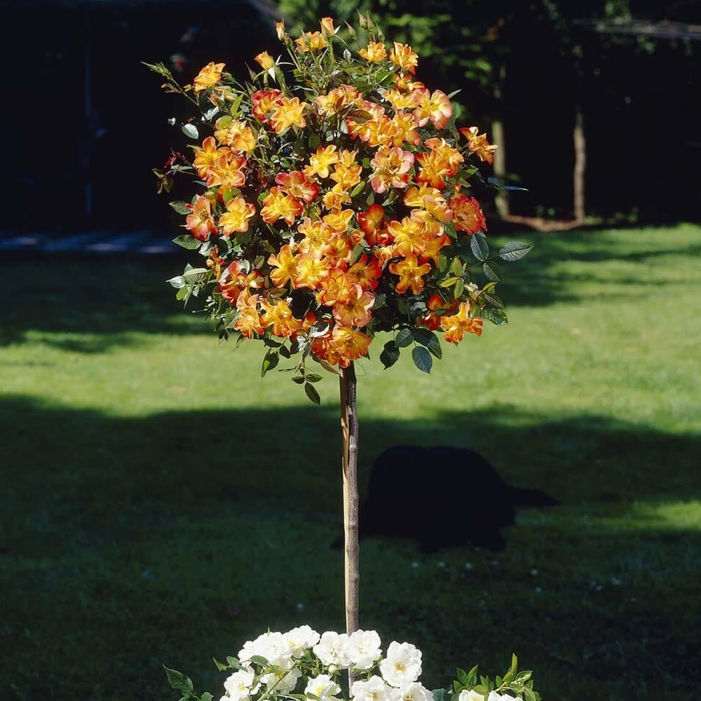 'Warm Welcome' Climbing Rose 1 'Warm Welcome' Climbing Rose