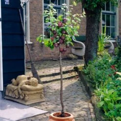 Award Winning Patio Fruit Tree Collection | Cherry, Pear & Plum | Growers' Choice -PlantHaven Store visi35980 victoria