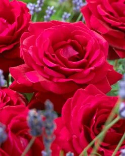 'Parade Karla' Patio Shrub Rose 10 'Parade Karla' Patio Shrub Rose -PlantHaven Store visi36032 karla