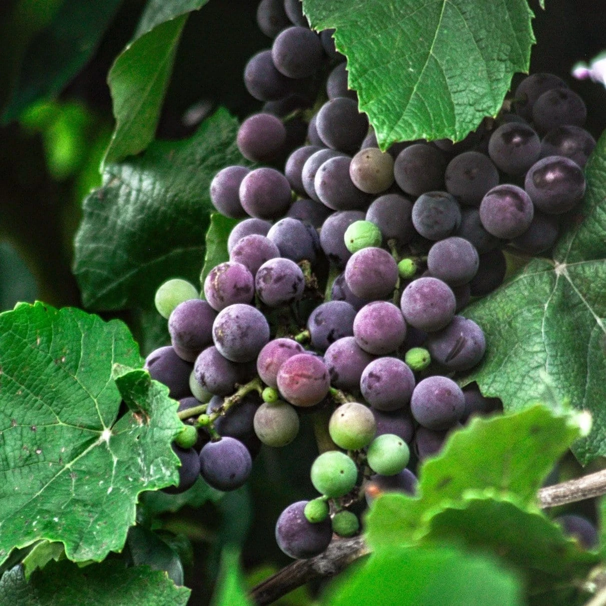 'Strawberry' Grape Vine 2 'Strawberry' Grape Vine - Image 2