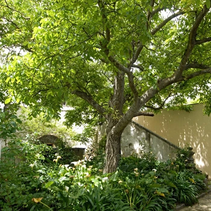 Walnut Tree | Juglans Regia 1 Walnut Tree | Juglans Regia