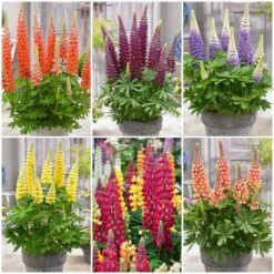 West Country Lupin Collection