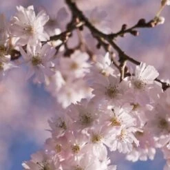 White Winter Flowering Cherry Tree | Prunus Subhirtella 'Autumnalis' 6 White Winter Flowering Cherry Tree | Prunus Subhirtella 'Autumnalis' -PlantHaven Store whitewinter 2