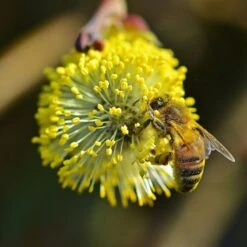 Best Mixed Native Wildlife Hedging | Growers' Choice 15 Best Mixed Native Wildlife Hedging | Growers' Choice -PlantHaven Store willow tortousa