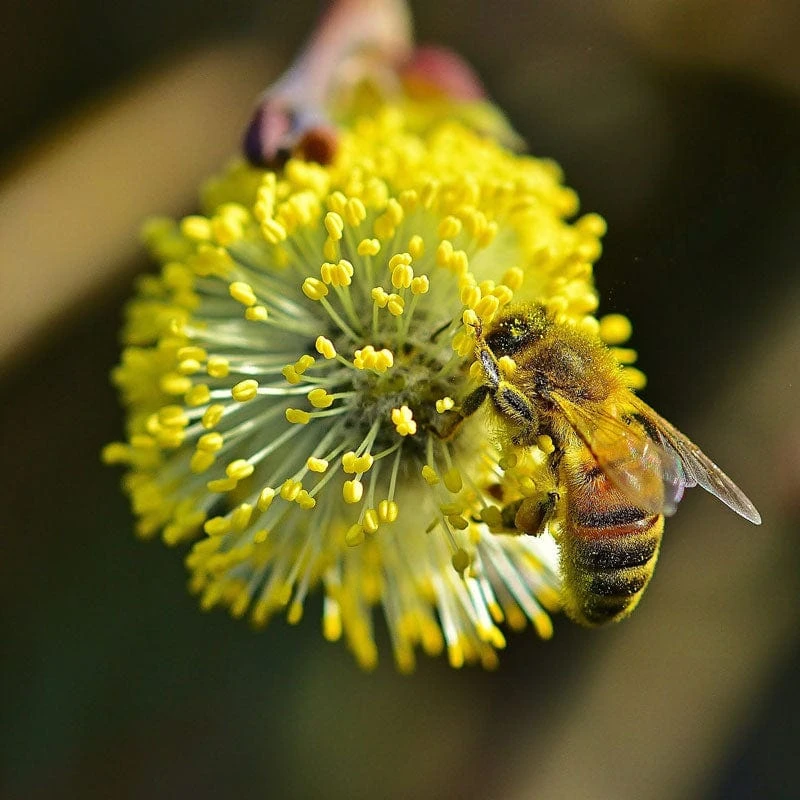Best Mixed Native Wildlife Hedging | Growers' Choice 8 Best Mixed Native Wildlife Hedging | Growers' Choice - Image 8