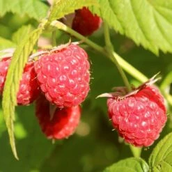 'Yummy' Patio Raspberry Plant 10 'Yummy' Patio Raspberry Plant -PlantHaven Store yummy1