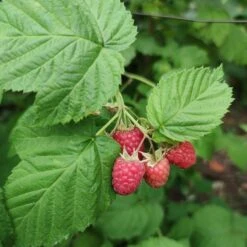 'Yummy' Patio Raspberry Plant 8 'Yummy' Patio Raspberry Plant -PlantHaven Store yummy2
