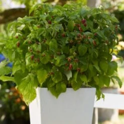 'Yummy' Patio Raspberry Plant 9 'Yummy' Patio Raspberry Plant -PlantHaven Store yummy2 ab3b9673 1f5b 4caa a169 4e8b735fd36b