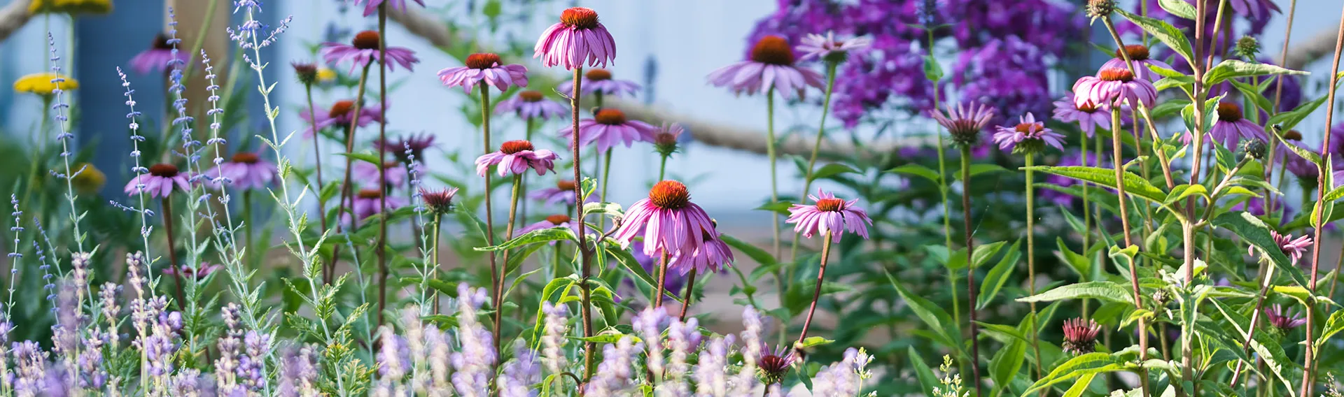 Front Page -PlantHaven Store banner932